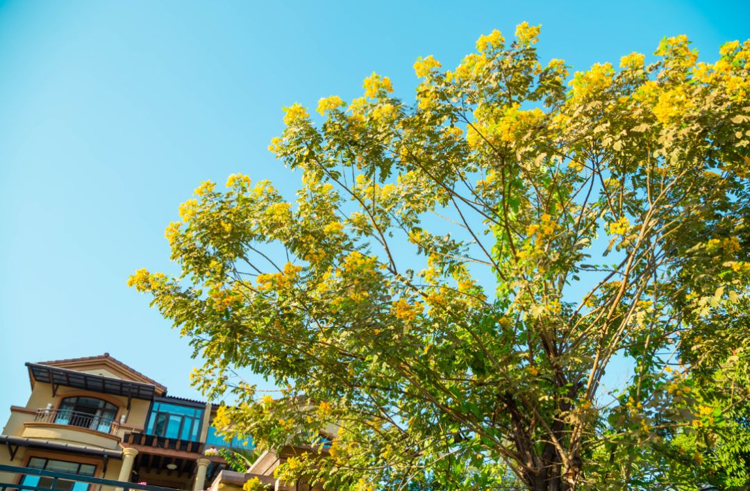 植物特性:藤状灌木.
