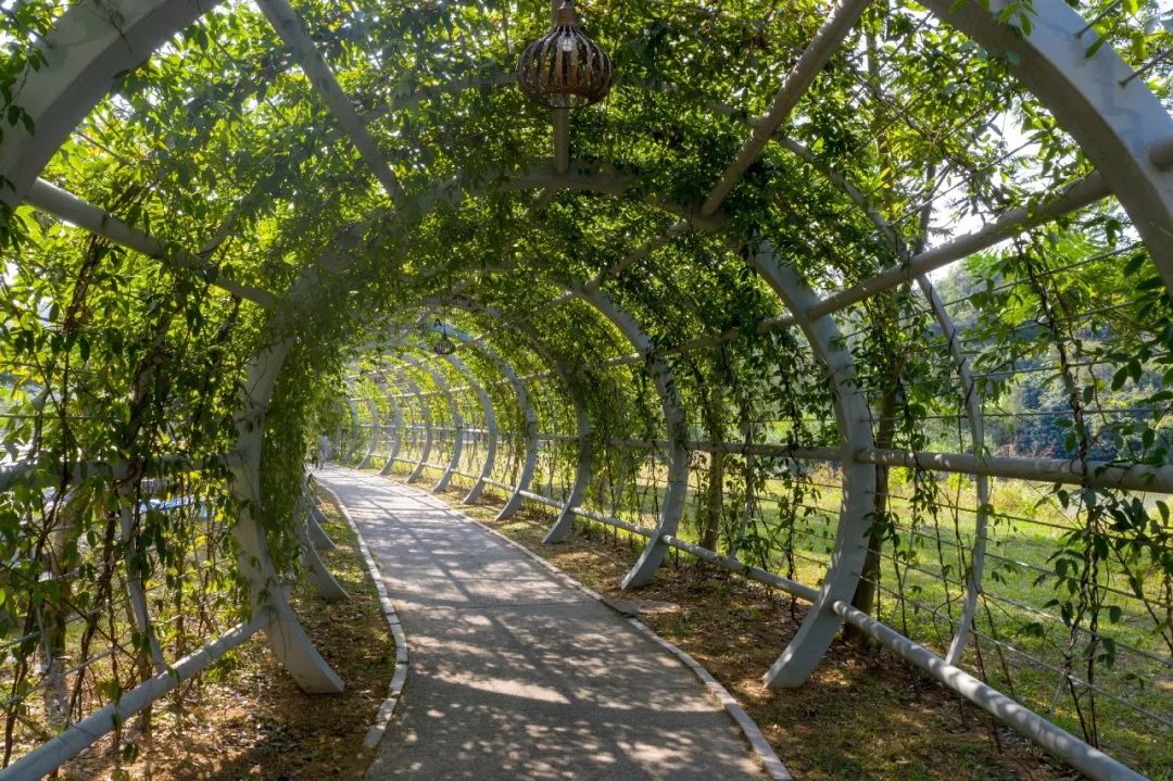 同沙生态公园——大草坪