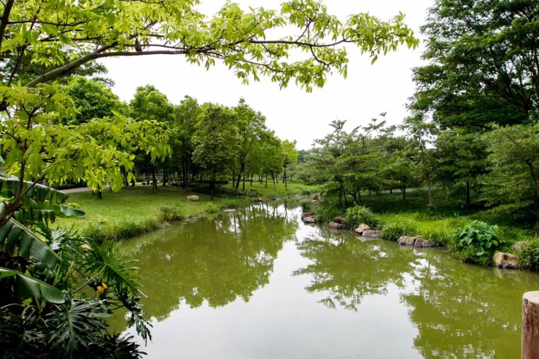 夏日避暑观鸟吸氧,松山湖湿地公园走起