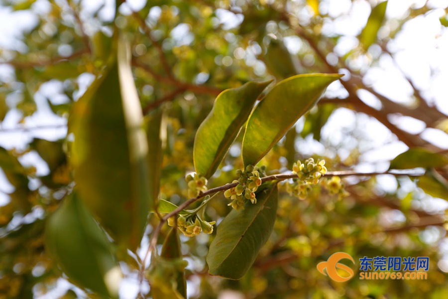 莞香花开啦 赏花正当时_东莞阳光网