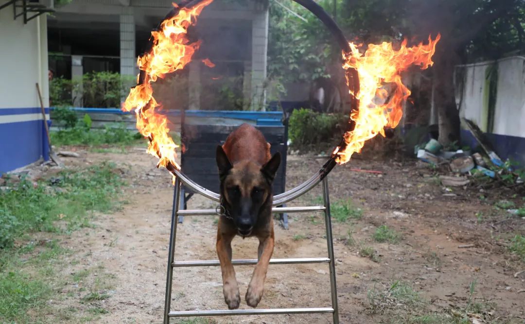 震撼走进长安警犬队揭秘警犬是怎样炼成的