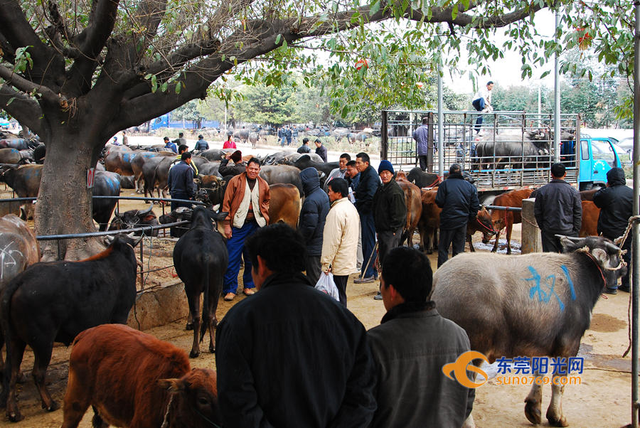 如今,横沥牛行的交易量依然保持着稳中有升,繁荣