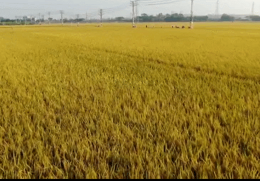 上个周末小编去了东城周屋和麻涌古梅生态园踩点,随手一拍就是大片.