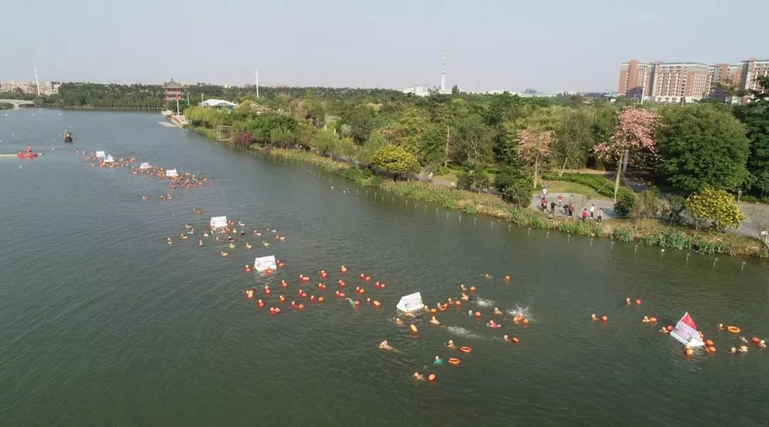 喊着口号往水里跳珠三角600多游泳爱好者畅游华阳湖