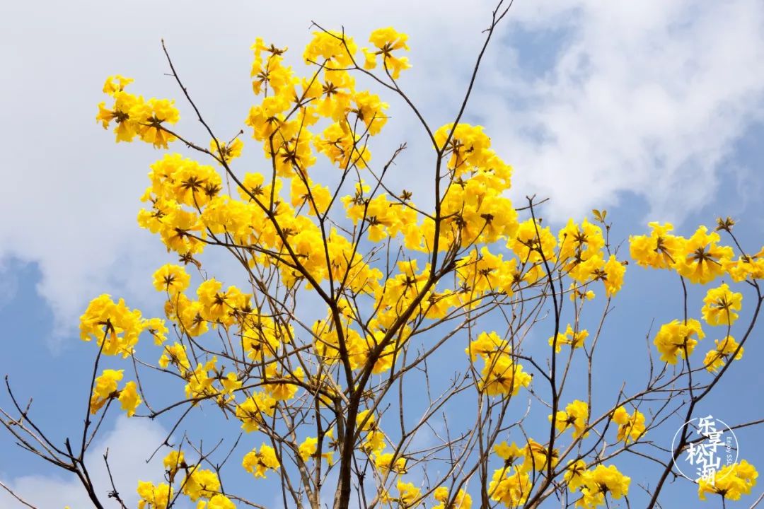 黃花風鈴花色金黃,先開花後長葉,由於黃花風鈴花冠形似風鈴,故而稱之