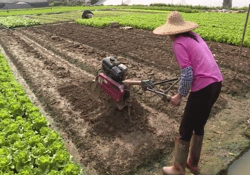 这是东莞最美春耕图