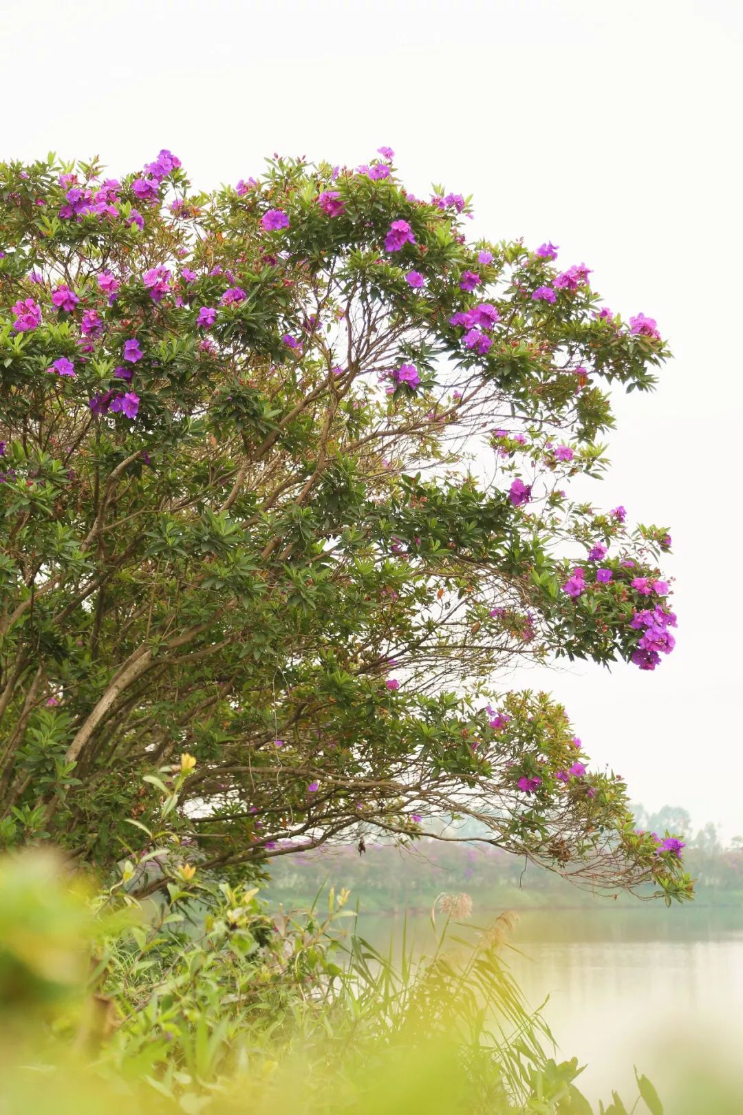 风光美如画东莞水乡这片花海你知道吗
