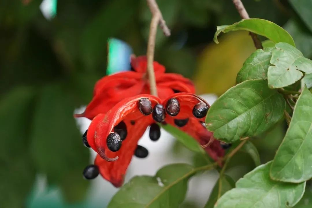 上果实像一个个饺子种植的"富贵子"挂果成熟了说厚街康乐南路两旁近日