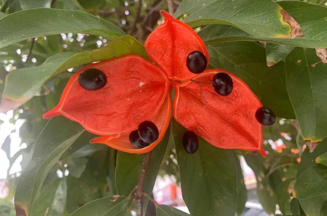 富贵子成熟了不过厚街老人家提醒你当心摘到这种流嘢