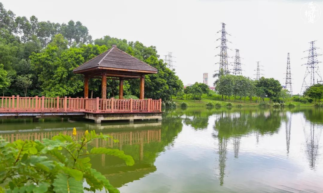 夏日避暑观鸟吸氧松山湖湿地公园走起