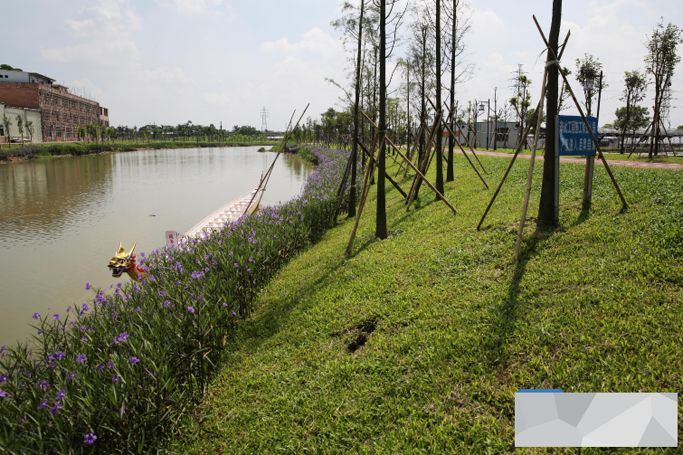 和黄花风铃木,美丽异木棉,宫粉紫荆等鲜艳树种装扮着河岸绿化景观带