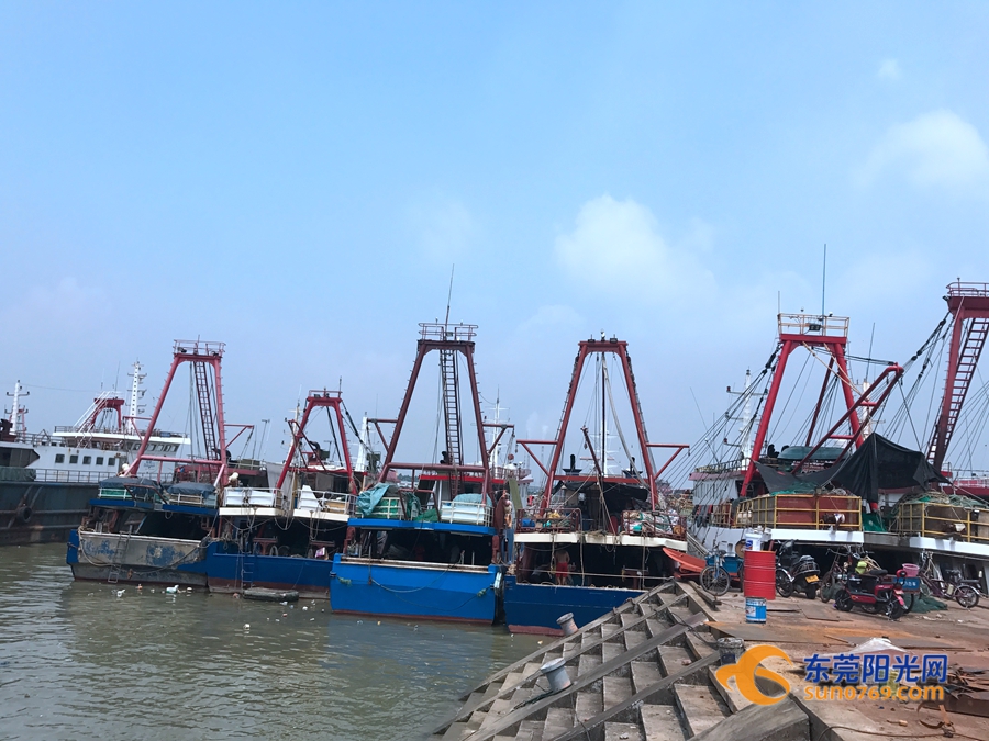 沙田镇先锋渔港码头已经是一派繁忙的景象,渔民在船上为第一捕做