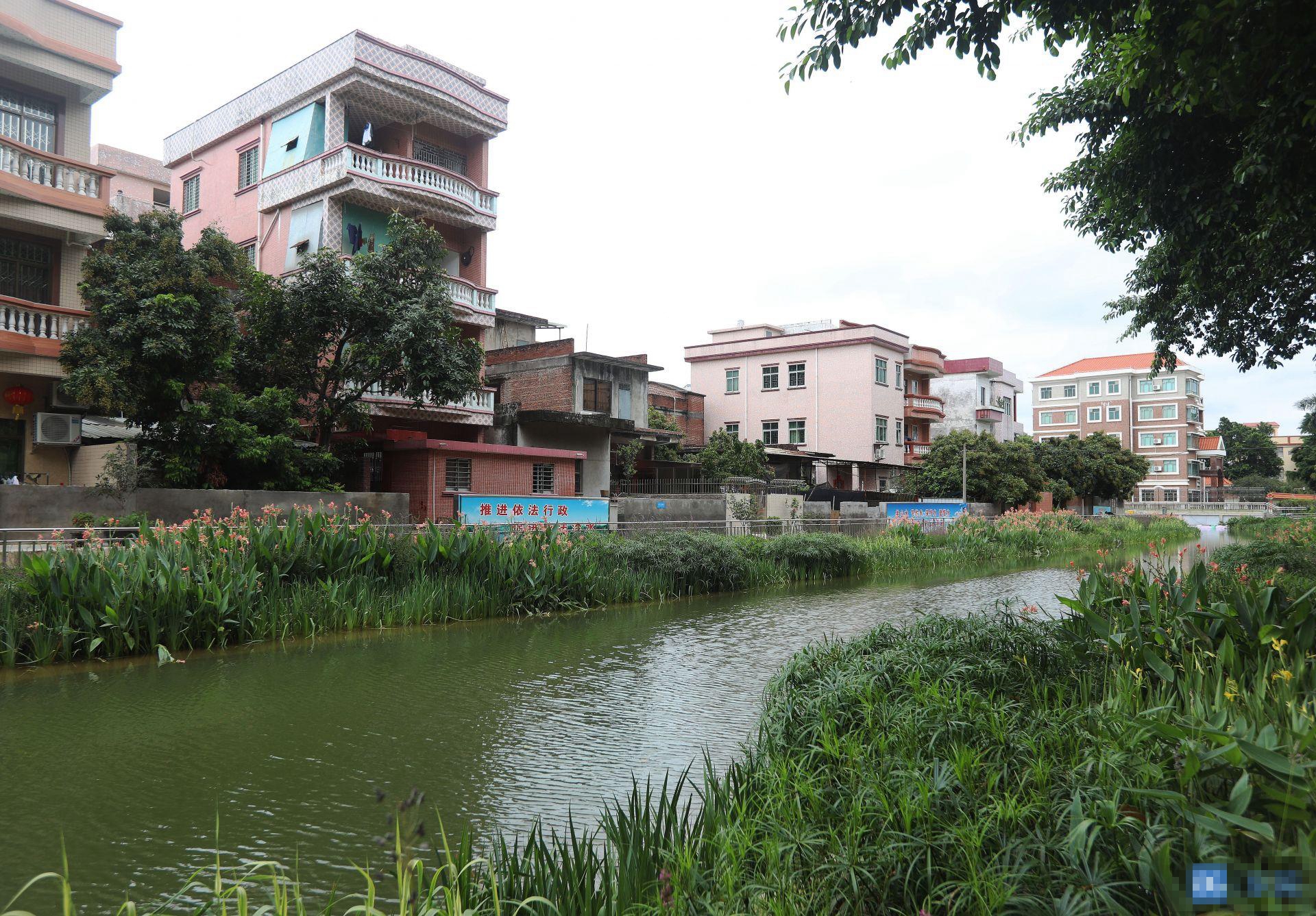 4条河涌基本消除黑臭,市河长办通报今年黑臭水体治理进展