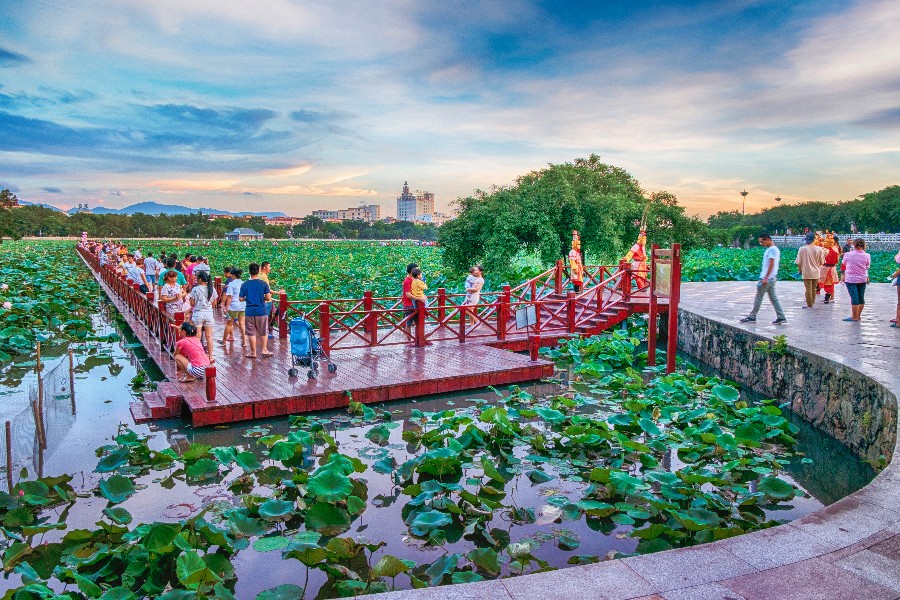 莲湖公园千亩荷塘展现映日荷花别样红盛景