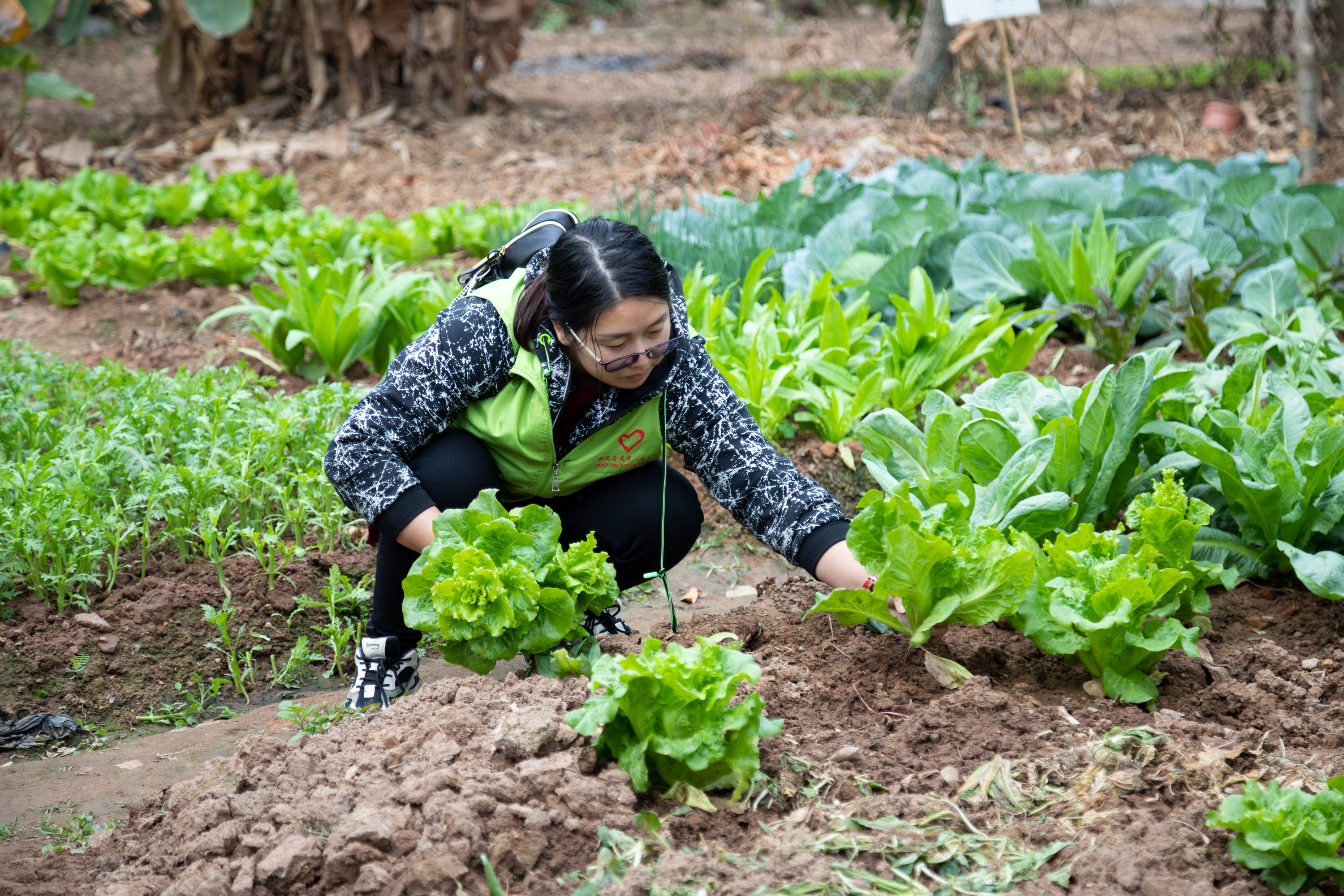 荒地變菜園橋頭志願者種菜贈孤寡老人