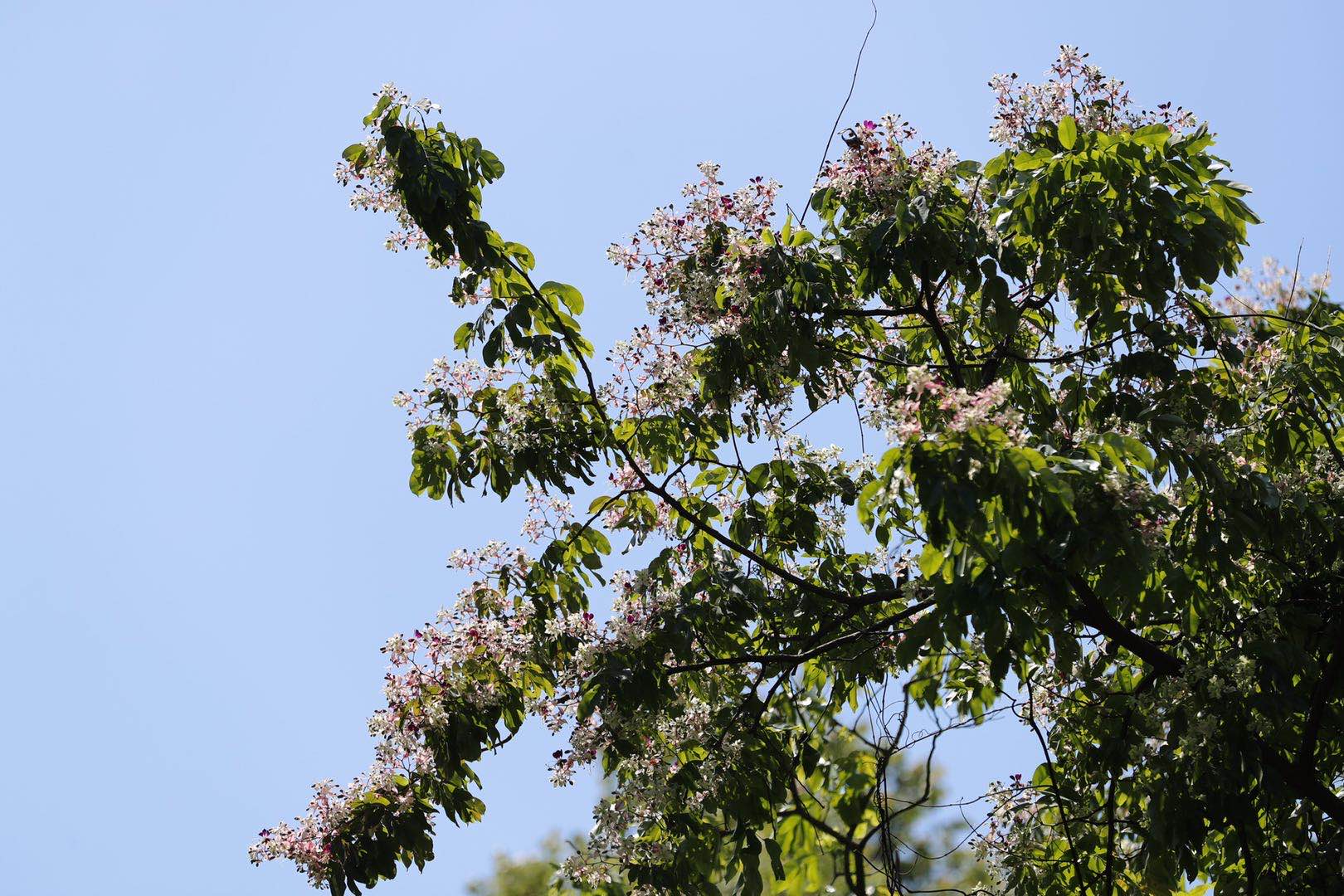 清溪:野生短萼仪花竞相绽放