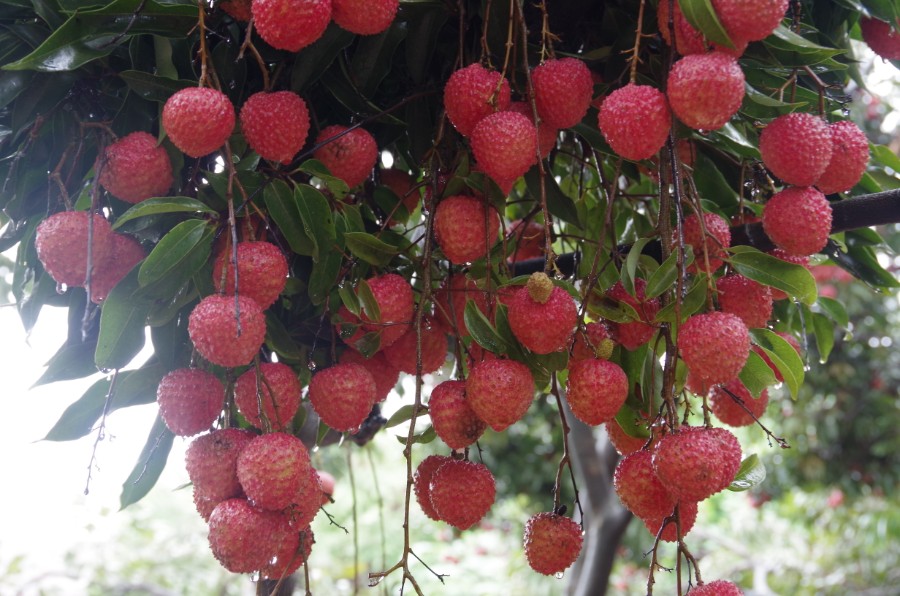 大岭山荔枝三月红上市供销社助力果农销售