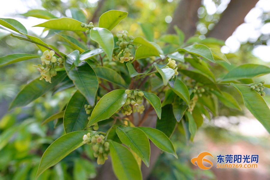 莞香花开啦赏花正当时