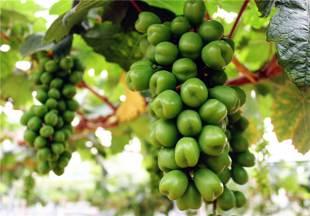 企石夏黑阳光玫瑰葡萄香甜来袭