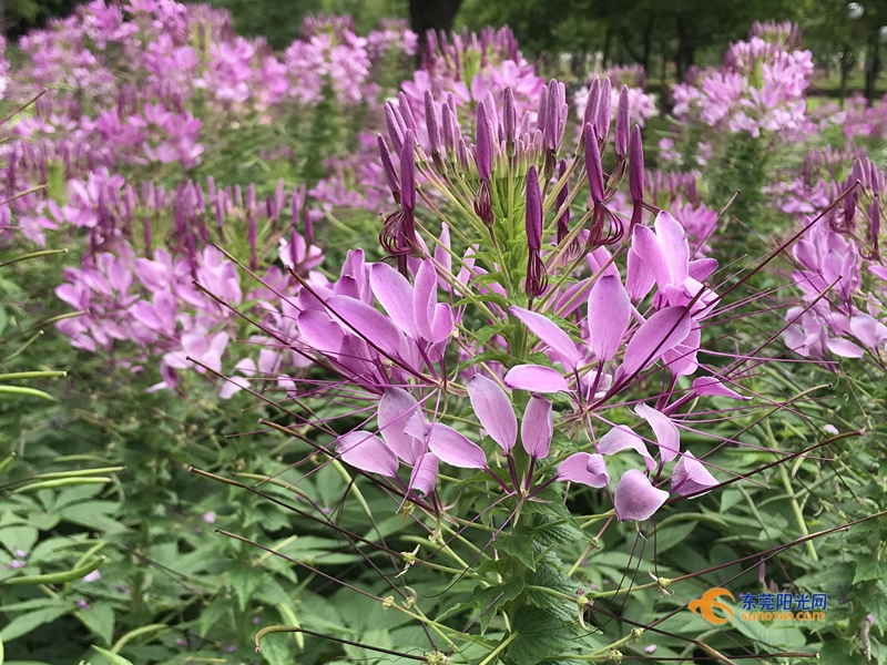 醉蝶花开犹如千万只蝴蝶在飞舞