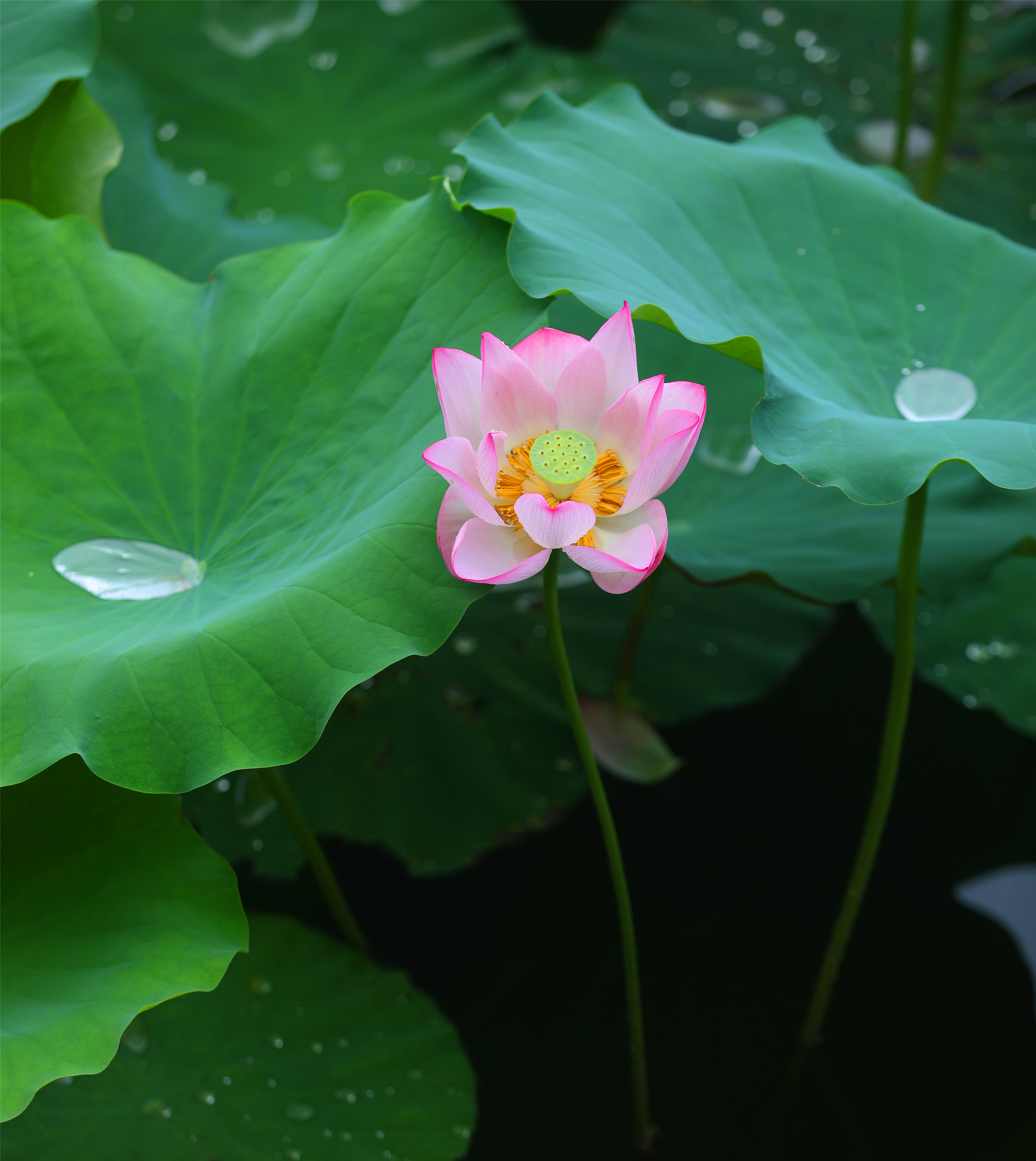 企石:雨中古村荷塘别样美