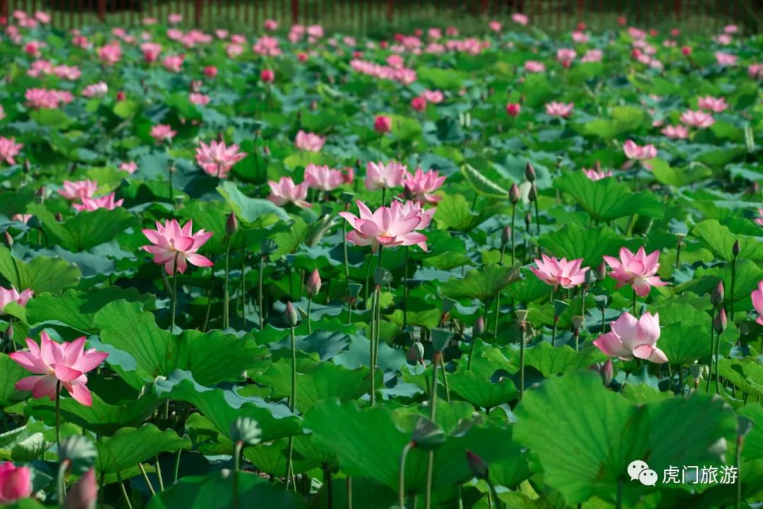 第十七届东莞桥头荷花节今天启动!邀您共赏"荷颜乐色"