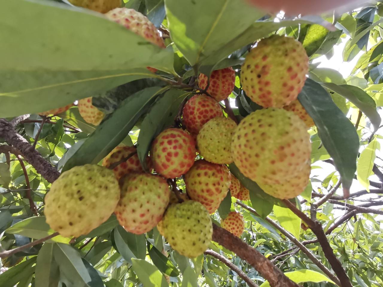 樟木头石壁百年观音绿古树群落今成村民摇钱树