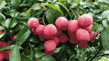 厚街一学校荔枝树挂满了果学生们都摘荔枝去了