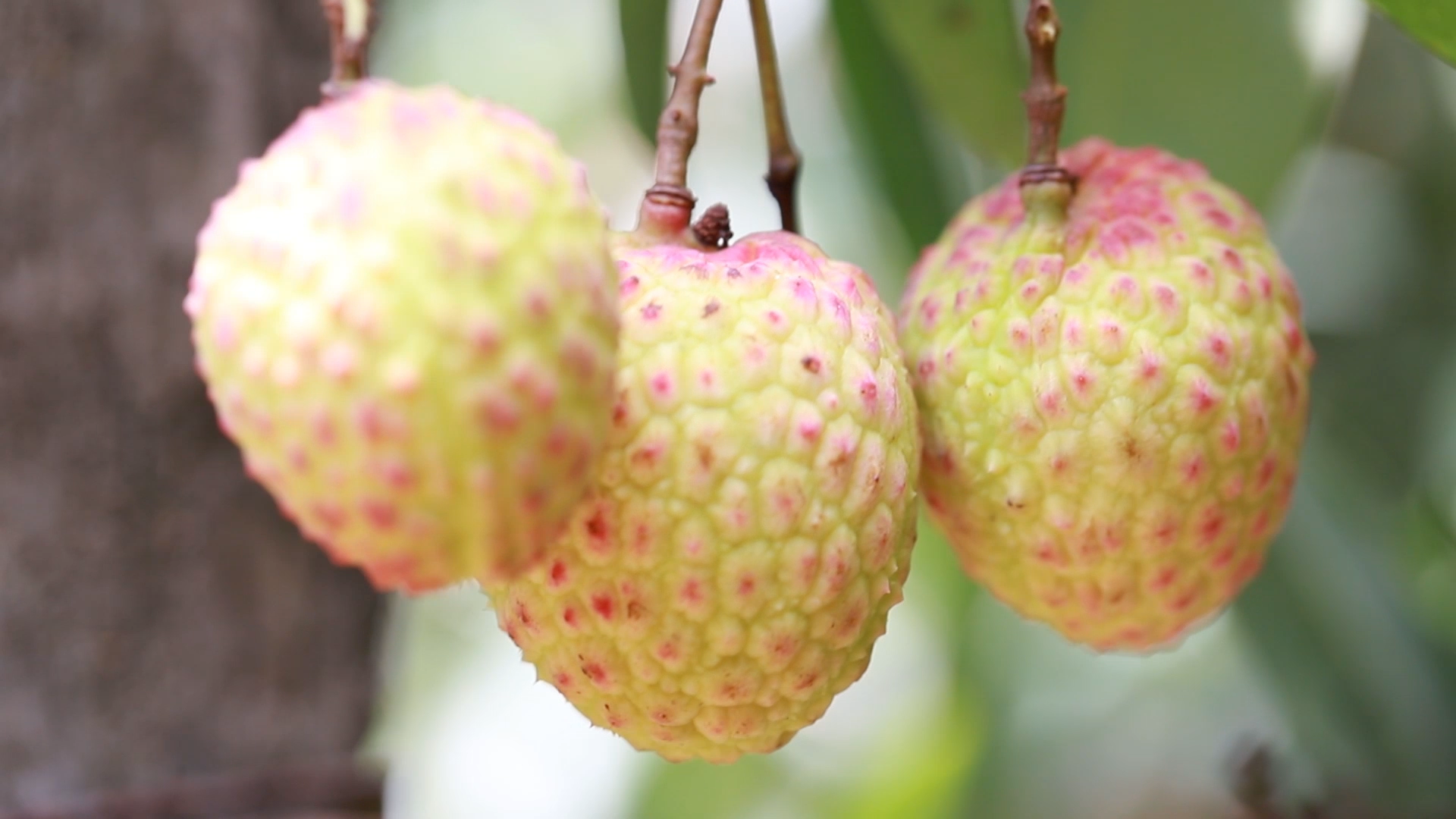 首批省级一村一品一镇一业名单公示樟木头金河社区观音绿荔枝上榜