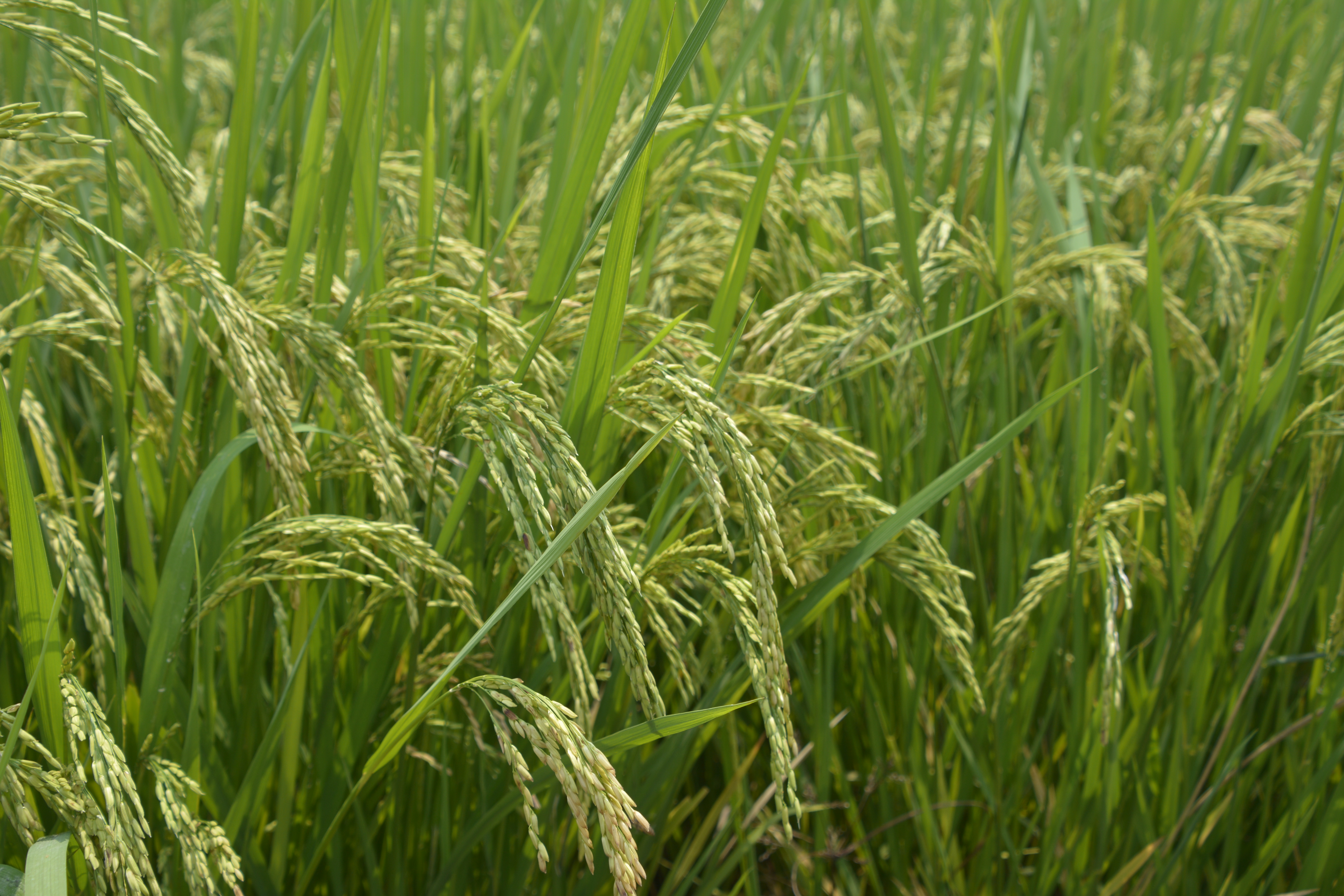 清溪铁场村80亩水稻田已结穗预计10月迎来丰收季