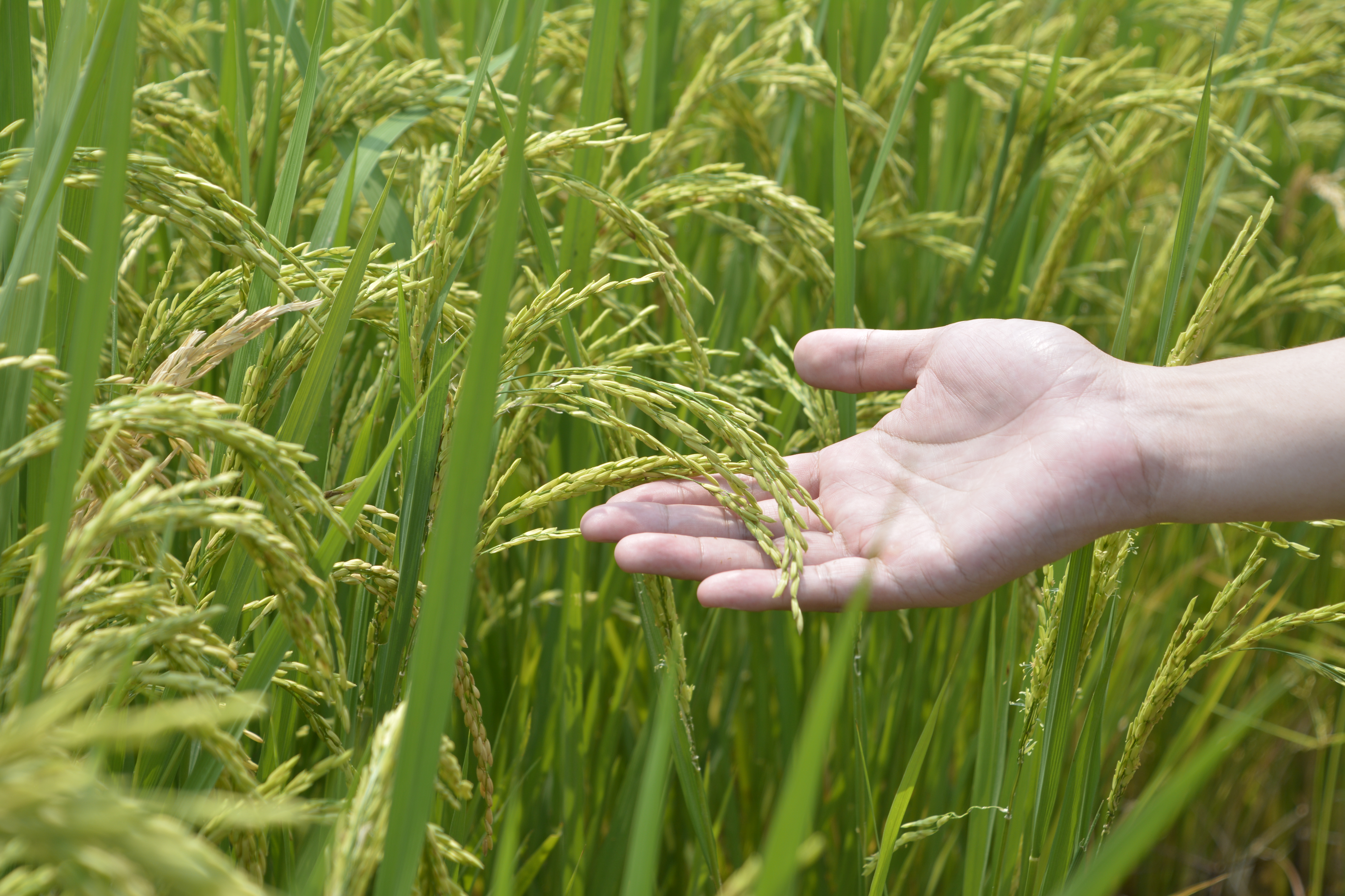 清溪铁场村80亩水稻田已结穗预计10月迎来丰收季