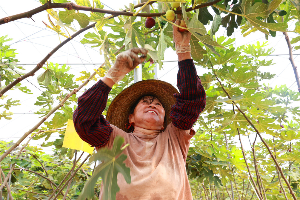 又到无花果成熟季节 企石大棚种植提高产量