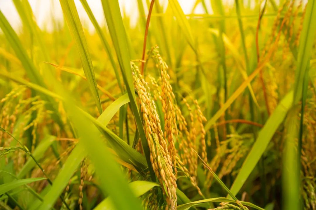 稻海翻金浪丰收美景入画来在中堂即可拍出稻田美景