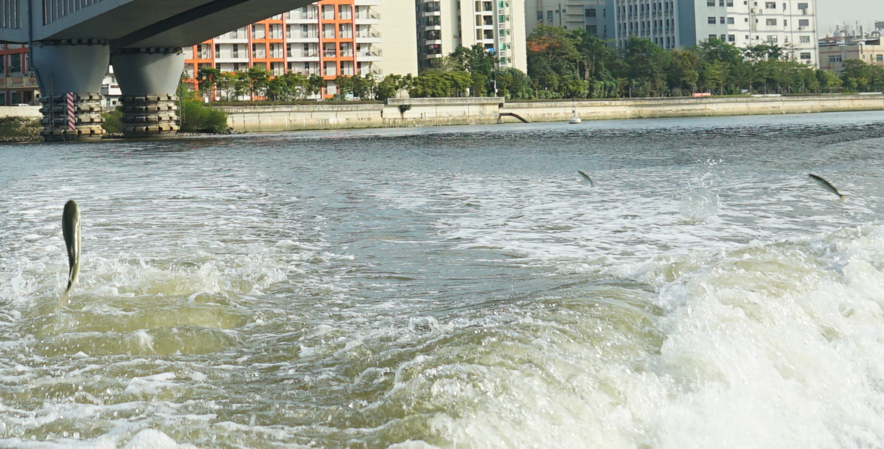 长安:鱼翔鹭飞!茅洲河重现"人水和谐"生态美景