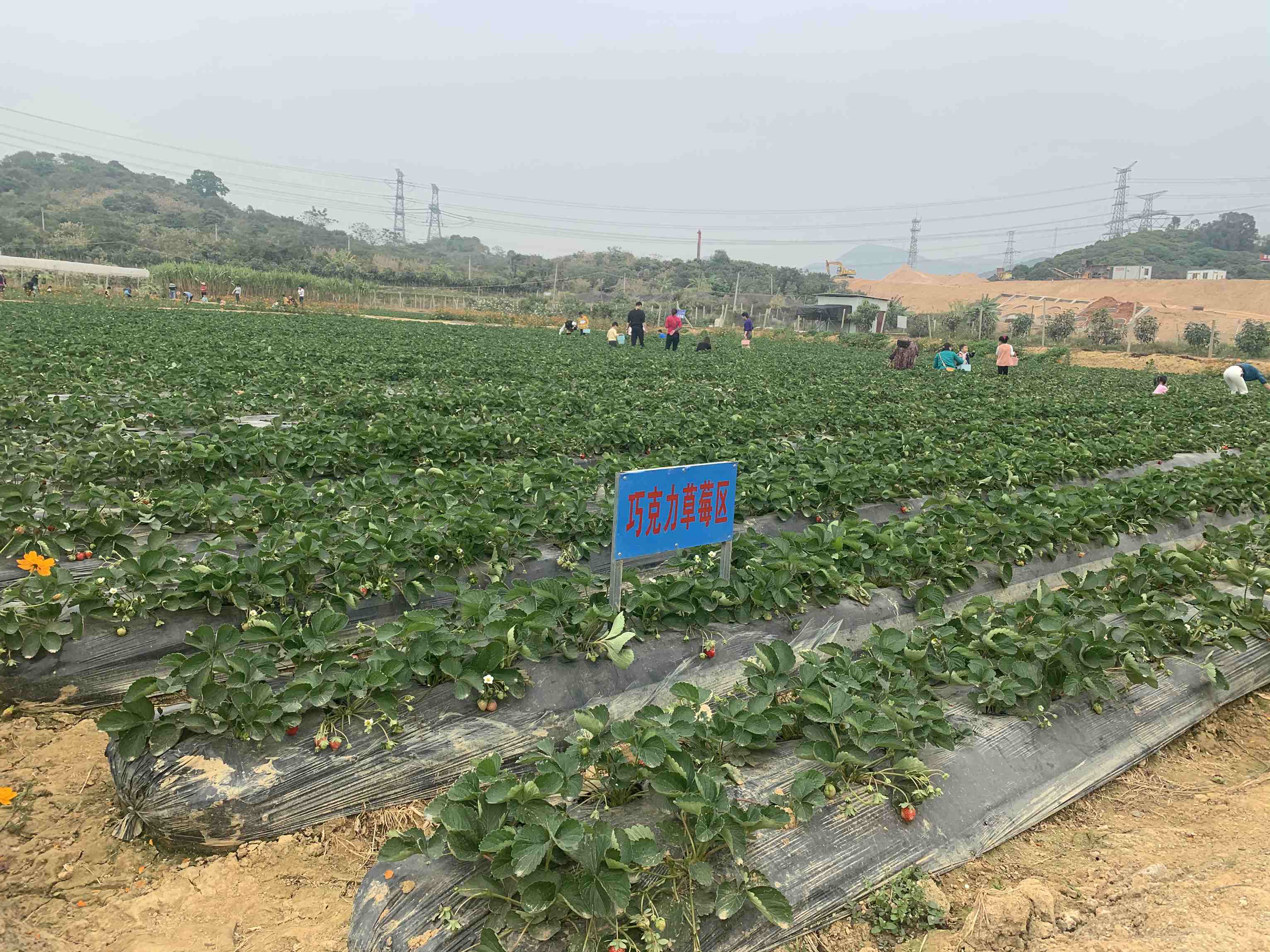 目前,草莓进入采摘旺季.在塘厦镇内各草莓园,不少市民享受采摘乐趣.