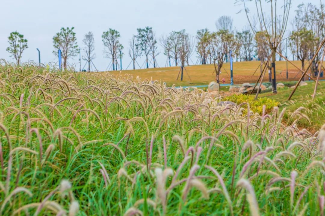 东莞市滨海公园图片