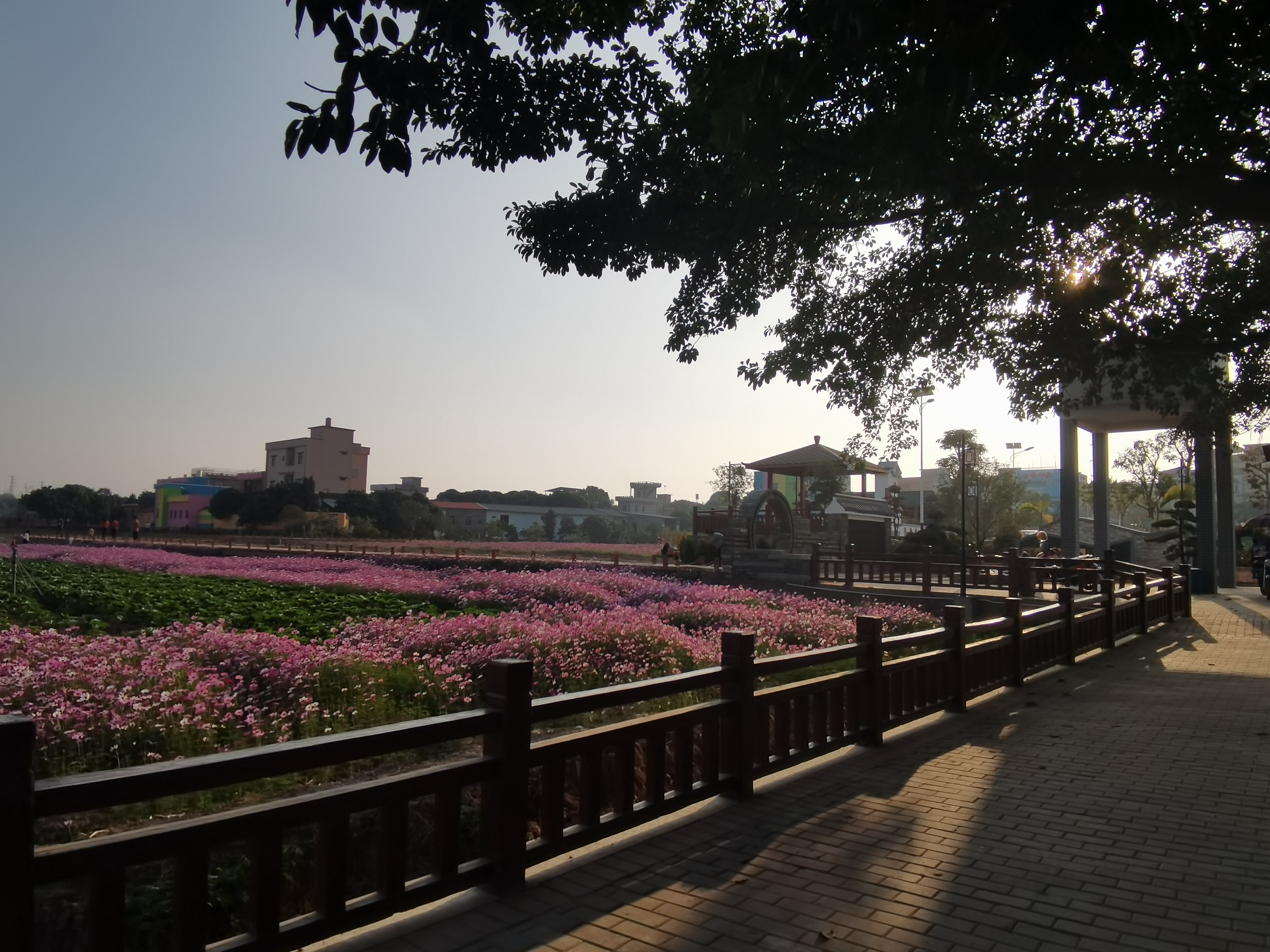 横沥镇村头村一大片格桑花海尽情绽放