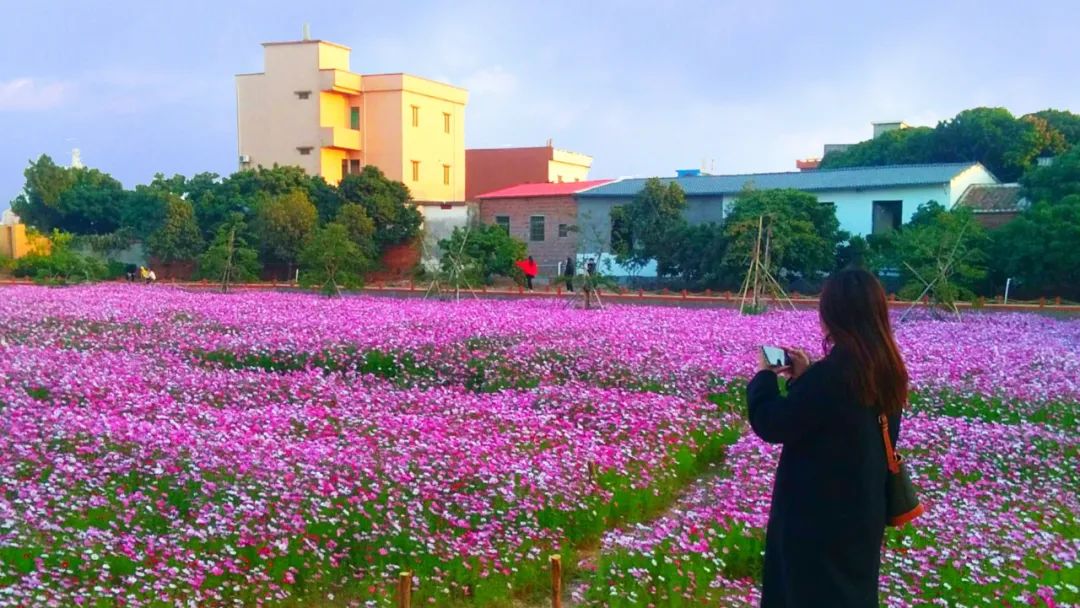 这个神秘花海霸屏朋友圈不用门票