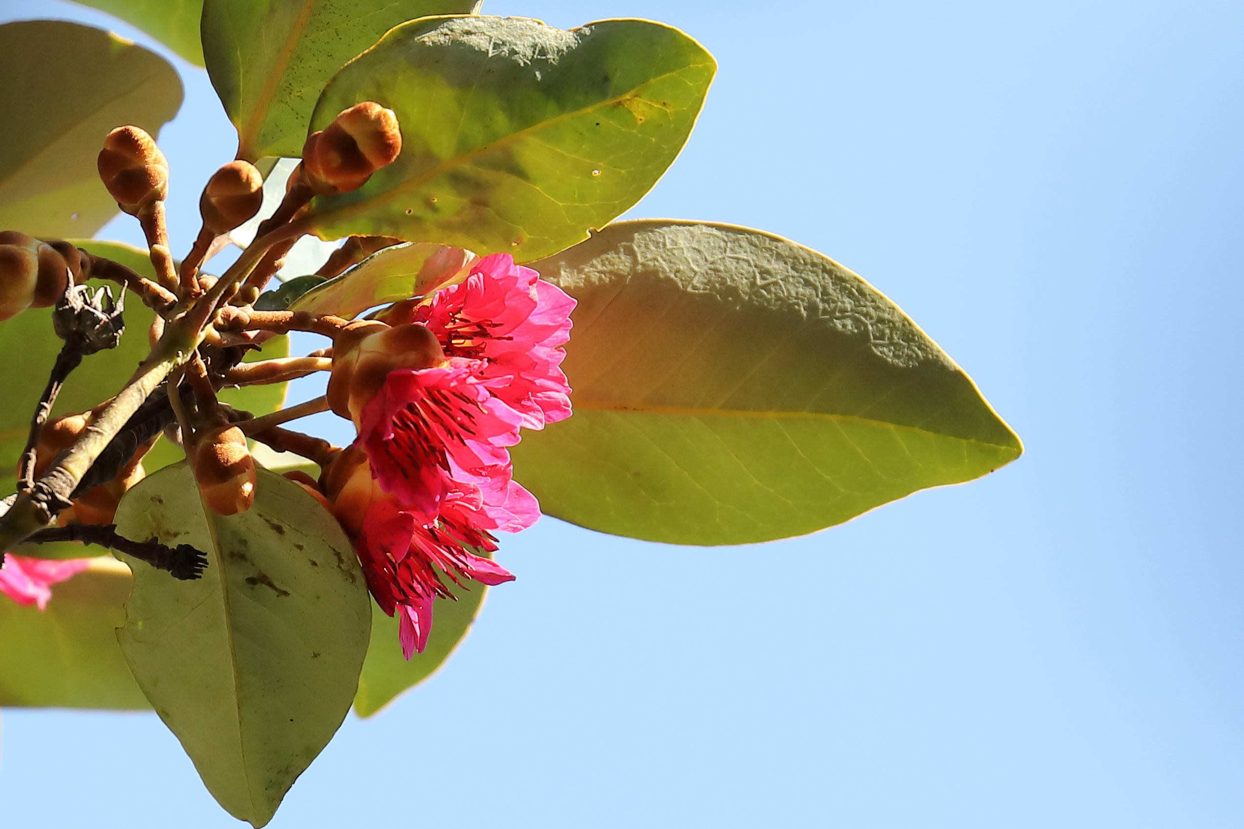 野生红花荷娇艳绽放 银瓶山冬日风景格外醉人