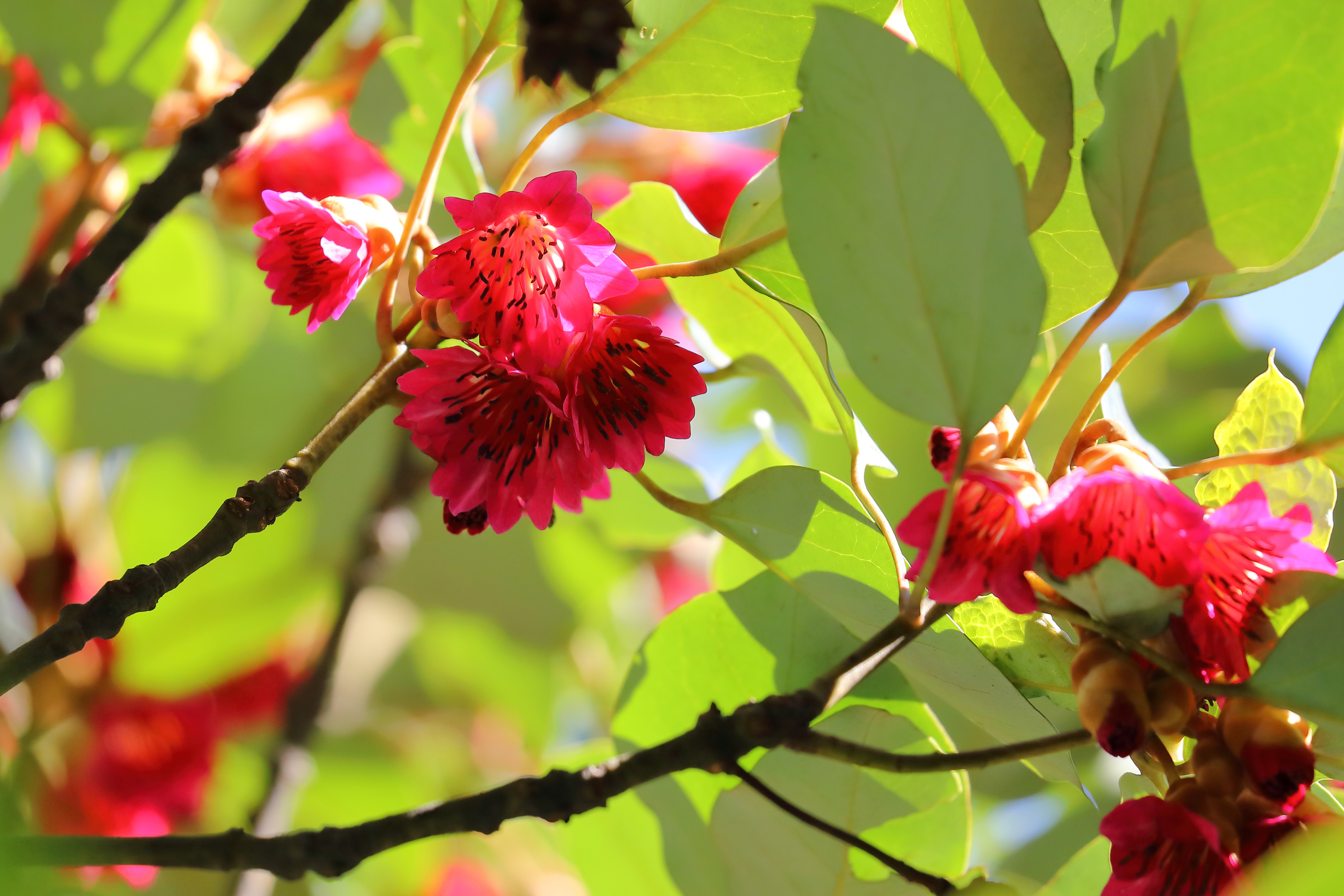 野生红花荷娇艳绽放 银瓶山冬日风景格外醉人